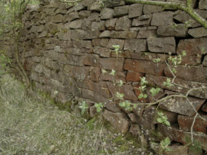 Branzoll Cava Alta 001-028