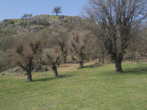 Castelfeder 107