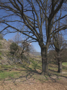 Castelfeder 108