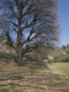 Castelfeder 109