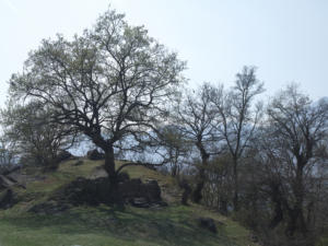 Castelfeder 110