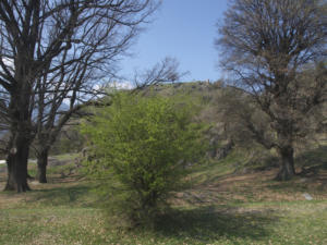 Castelfeder 111