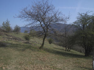 Castelfeder 13