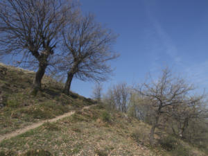 Castelfeder 21