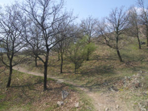Castelfeder 23
