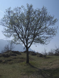 Castelfeder 24