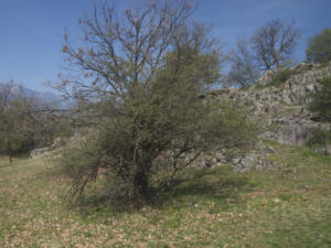 Castelfeder 37