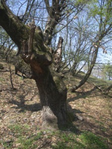Castelfeder 48