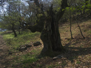 Castelfeder 52