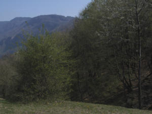 Castelfeder 7b