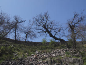 Castelfeder 88
